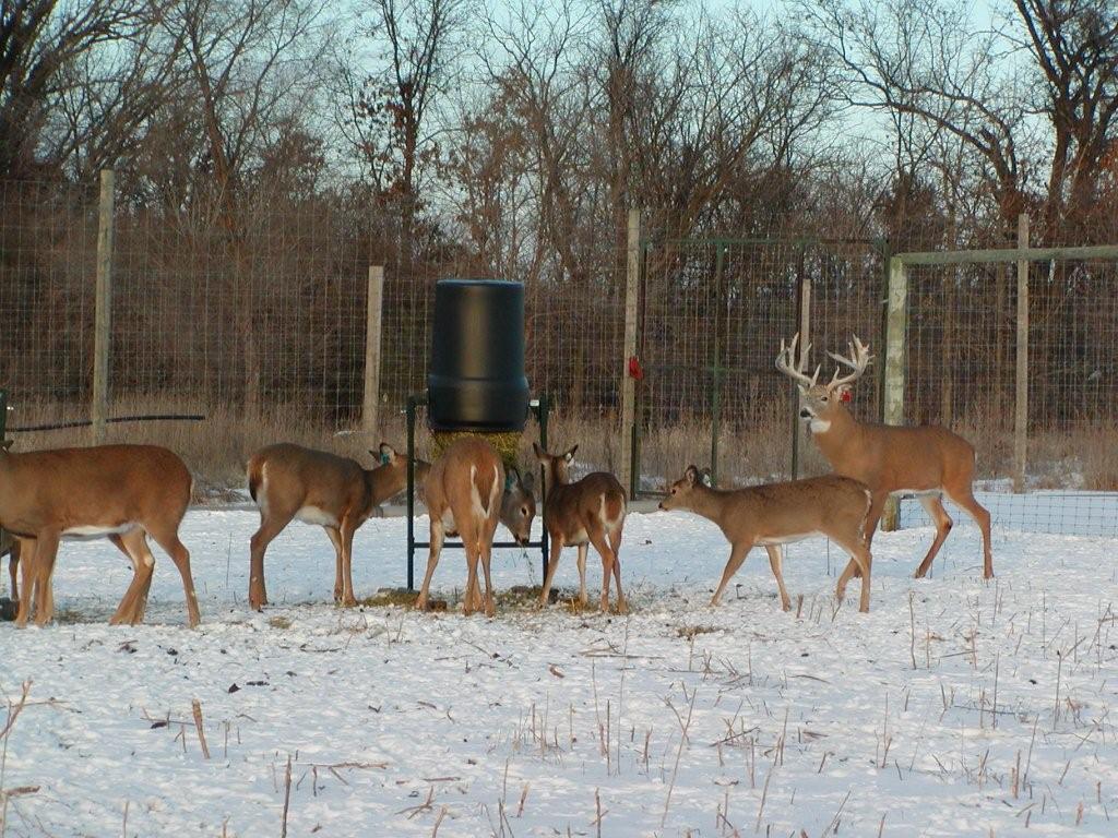 Deerstore Easy Load Hay Feeder