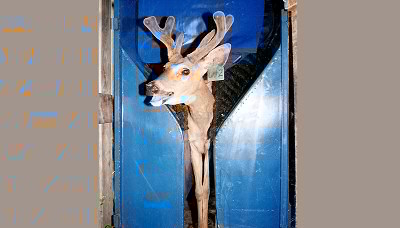 OneHappyDeer